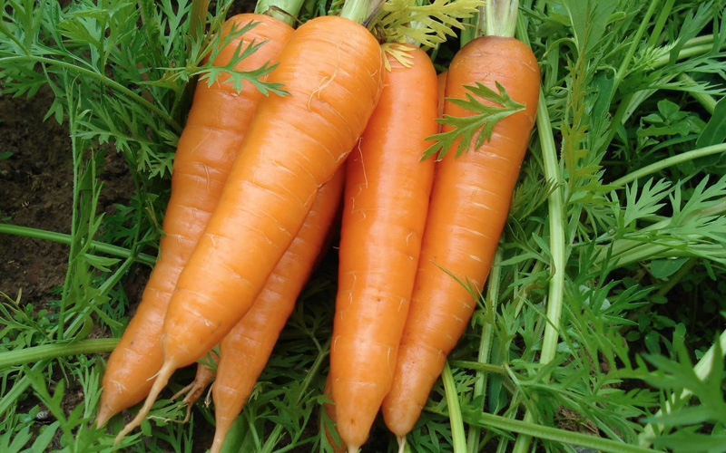 zanahoria-mas-semillas